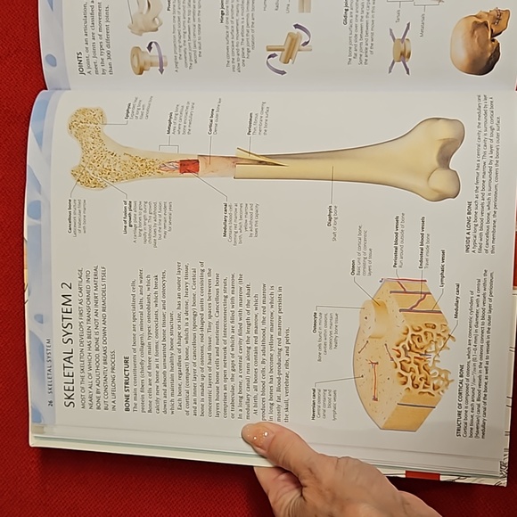 The Human Body Coloring Book the ultimate anatomy study guide 2011 DK reference - Picture 5 of 16